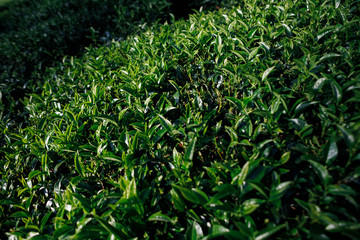 Sunlight on tea leaves in the mountains in Sri Lanka