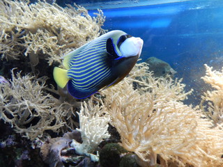 tropical fish