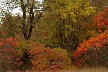 Colors of the smoketree (Cotinus coggygria) in autumn