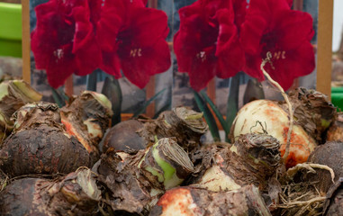seedlings of beautiful flowers in a box for sale, amaryllis red 