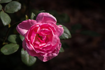 Close up of pink rose