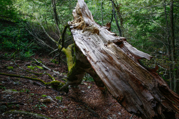 Arbre mort