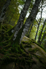 racines arbre forêt
