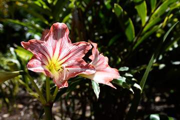Pink Hippeastrum blossoms isolated from the baackground inside a jungle in Mexico