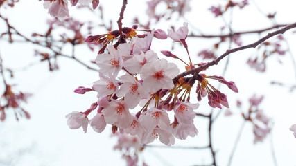 桜 2019 01