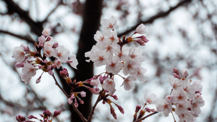 桜 2019 02