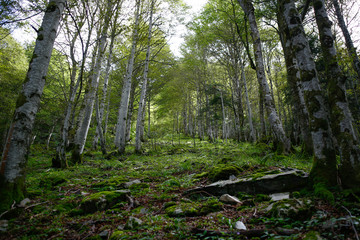 Fototapeta na wymiar forêt montagne