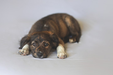 Brooding Puppy