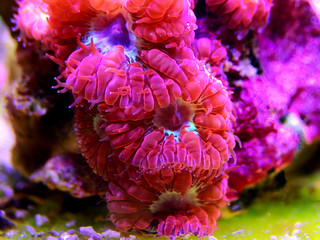 Pink Blastomussa LPS Coral, - (Blastomussa merletti)