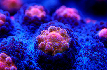 Halloween Screamer Chalice coral in macro shot ( Echinophyllia sp. )