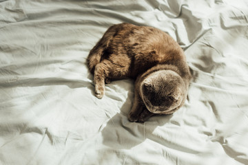 top view of scottish fold cat lying in bed with copy space