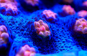 Halloween Screamer Chalice coral in macro shot ( Echinophyllia sp. )