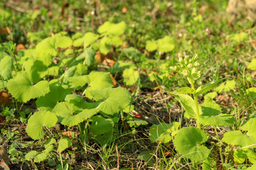 Fototapeta premium フキノトウ