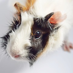 Three color Guinea pig sits on a white background . 