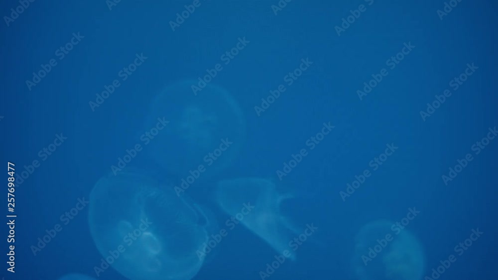 Poster close up on group of bio luminescent jellyfish gradually fading opacity through scene. set against b