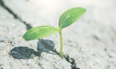 Little plant growing out of asphalt, close-up