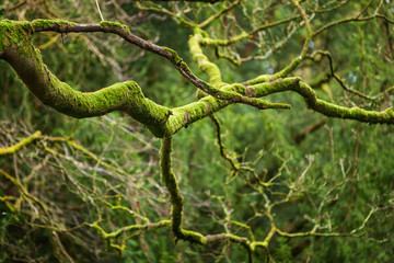 Fototapeta premium Mystical Woods, Natural green moss on the old oak tree branches. Natural Fantasy forest background