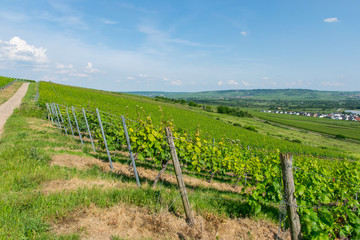Fototapeta na wymiar Vineyard with summer landscape.