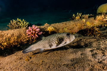 Arothron fish in the Red Sea Colorful and beautiful, Eilat Israel © yeshaya