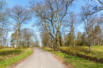 Country road at a spring woodland