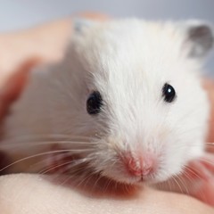 White Syrian hamster on his arm.