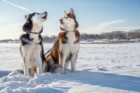 Husky howling at night 2025