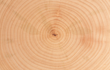 Fototapeta premium cut birch into the plane