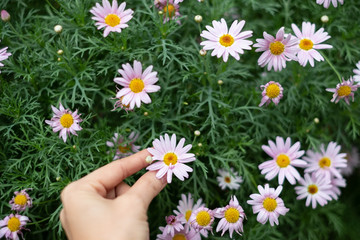 Top view green leaves nature background with woman hands picked flowers , Selective focus