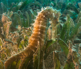 Sea ​​horse in the Red Sea Colorful and beautiful, Eilat Israel