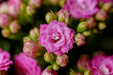 Pink Kalanchoe close up. Looks like dwarf rose flower. Beautiful macro background