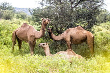 Camel, Indian Camels, Camels in forest.