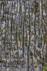 Obraz premium pine tree bark vertical texture