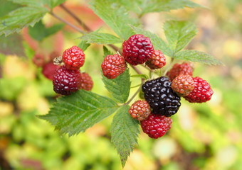 The ripening garden blackberry against the background of autumn foliage