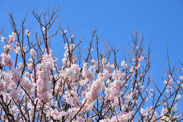 桜と空