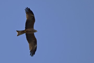 Obraz premium Águia