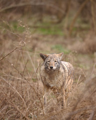 WOLF IN THE WILD