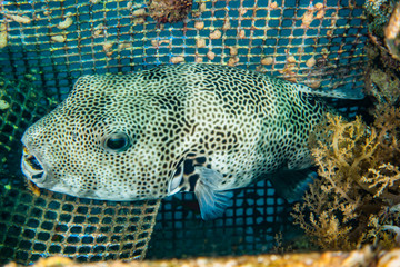 Arothron fish in the Red Sea Colorful and beautiful, Eilat Israel