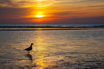 Golden sunset over a beach of the north sea