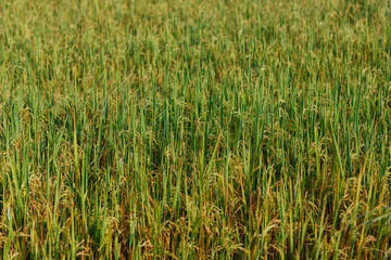 Golden rice field in Sri Lanka. Green wallpaper 