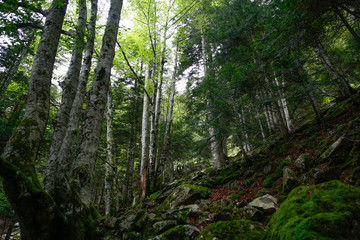 sous bois montagne