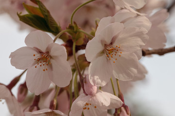 Sakura season 