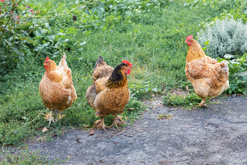 Brown chickens in the farm garden; are looking for food_