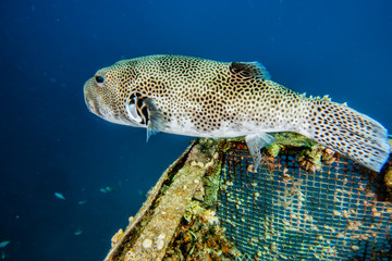 Arothron fish in the Red Sea Colorful and beautiful, Eilat Israel