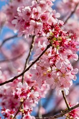 Fototapeta na wymiar cherry blossoms in spring