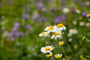Field flowers in the mountains. Chamomile close-up. There's a fly on one of the daisies. Beautiful nature.