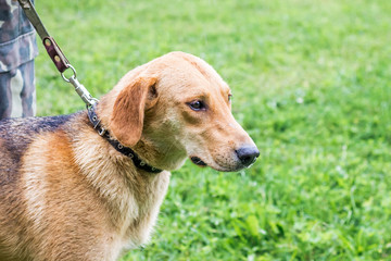 Dog on the leash during the walk. Portrait of a dog in profile_