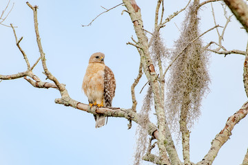 Red shouldered hawk perched on a branch in a tree