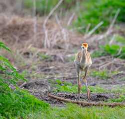 Young sandhill crane walking down the path