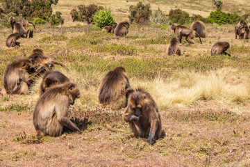 ETHIOPIA, female Gelada Baboons digging for roots in Semien National Park