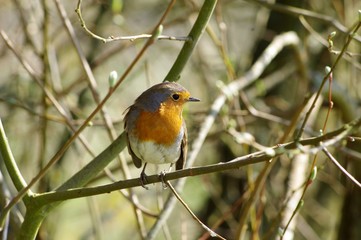 Rencontre dans un bois